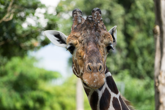 Giraffe is looking at you