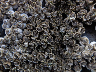Barnacles 