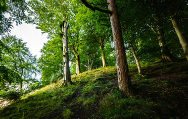 Naklejka premium Woodland in Cumbria
