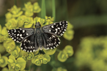 motyl © Wiesaw