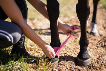 Low section of woman trying fabric strap on horse leg