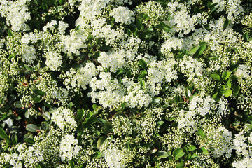 A bush with small qhite flowers forming background 