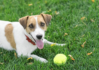 A tired but happy dog Jack Russell Terrier lying resting after play with a small Tennis ball on green lawn outdoor at summer day. Copy-space left