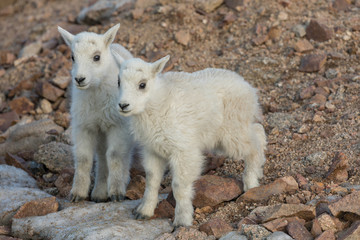 Obraz na płótnie Canvas Cute Mountain Goat Kids