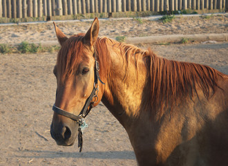 Red horse closeup photo