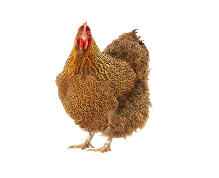 orpington huhn freigestellt
