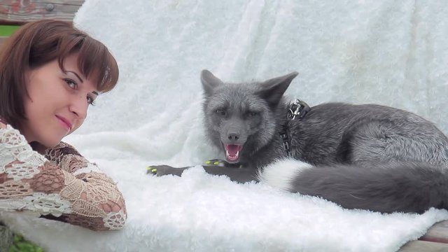 woman watches fox dog sitting on white blanket, resting after walk. pretty fluffy animal with gray fur, green claws paws, long grey tail wearing leash to hold, sitting on wooden bench, breathing