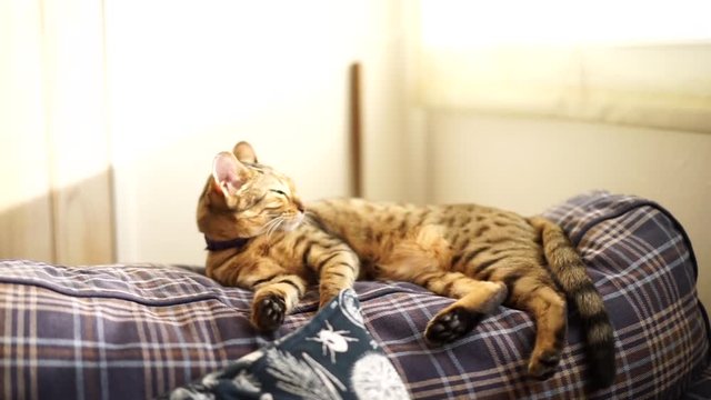 猫（アメリカンカール・ベンガル・茶トラ）