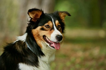 Tricolor Border collie smiling - close-up image