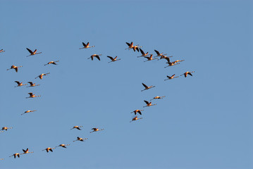 Flamingos in flight