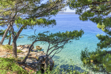 Beautiful pine trees and the shore of the blue sea. Croatia.