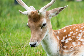 Fototapeta premium close view of a fallow deer
