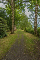 Fototapeta na wymiar Forest path