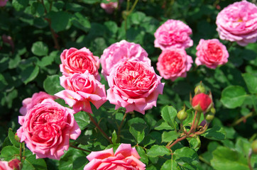 English roses garden in Sennan City, Osaka, Japan
