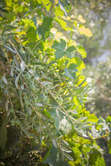 Green olives on a branch on a sunny summer day close-up