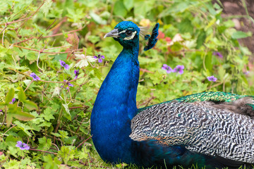 Obraz premium Close view of a Peacock