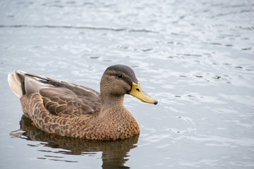 Female mallard duck