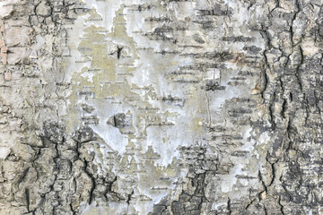 Birch bark natural background