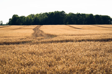 Fototapeta premium Late afternoon light over a rural farm field in upstate New York