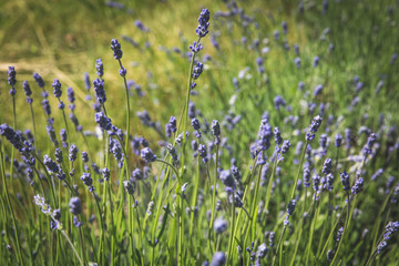 Purple lavender blossoms growing in rows in early summer