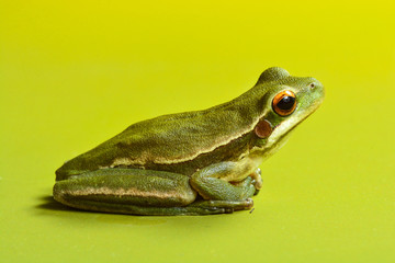 Frog, La Pampa, Argentina