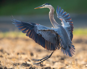 Great blue heron about to land, seen in the wild in North California