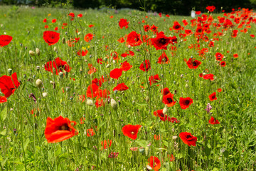 Fototapeta premium Red poppies growing in summer weather on a rural farm