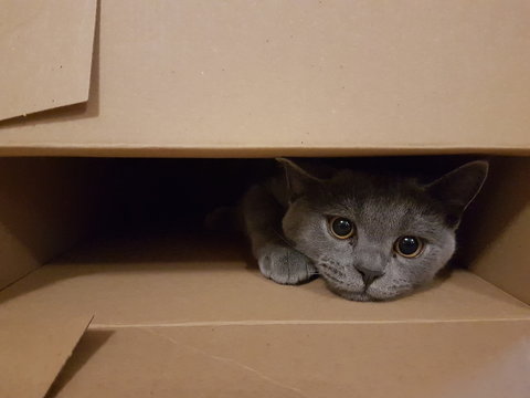 Cat In Box