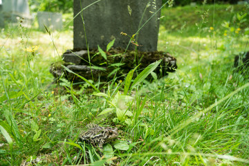Toad sits in the grass in front of a grave stone in the forest