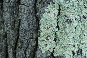 Fototapeta premium Wood bark texture close up
