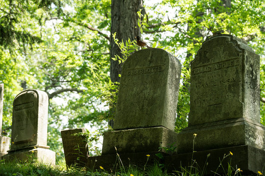 Shady grave stones in a forest with a Robin sitting on top