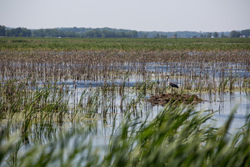 Late morning light in a wetland with tall grasses and water