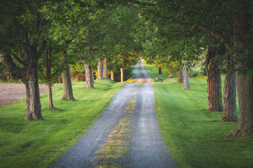 Fototapeta na wymiar Early morning sunlight on a tree lined driveway in the country