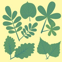 Different Leafs in Clip Art.