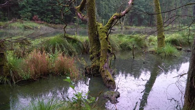 Waldlandschaft