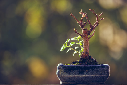Dry bonsai tree trunk in a pot with fresh green sprigs over blurred natural background with copy space. Nature revival power. Resilience concept. Life triumph.