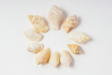 Collection of Hawaiian Spotted Stromb Shells