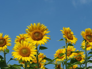 青空と鮮やかな向日葵