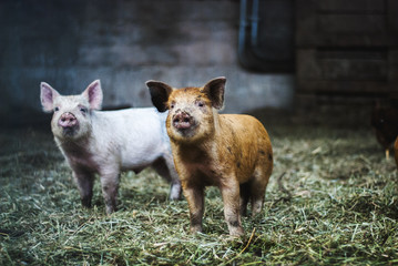 Brown Piglet