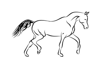 Horse Trotter on white background, vector