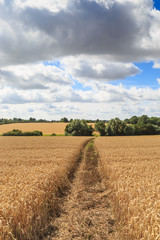 Fototapeta premium Pathway Through Farmland