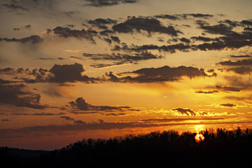 Sun Rise In The trees
