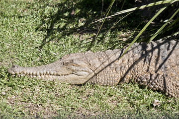 fresh water crocodile