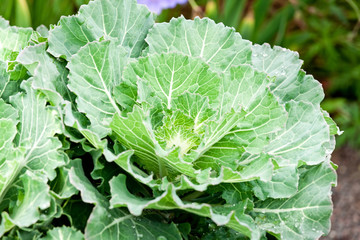Close up view of cabbage leaves. Vegetables healthy food background