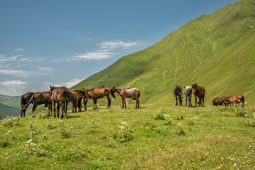 Fototapeta na wymiar Herd of horses standing on green pasture under blue sky in Svaneti, Georgia