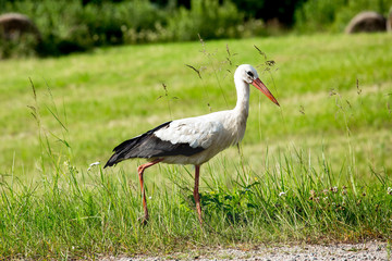 Stork bird walking on the road in Latvia