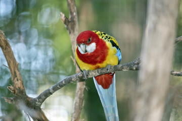 Eastern rosella
