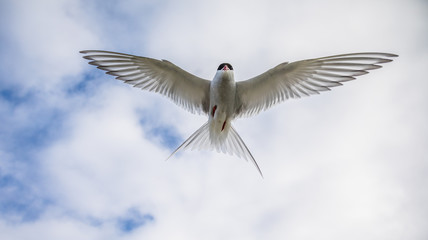 Arctic tern, Sterna Paradisaea, in the air on Svalbard
