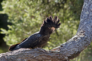 female red tailed black cockatoo