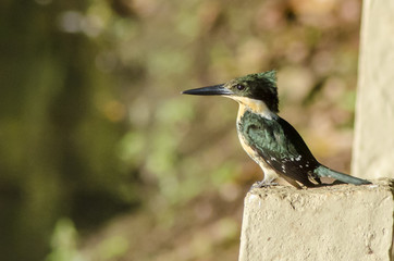 lindo passaro